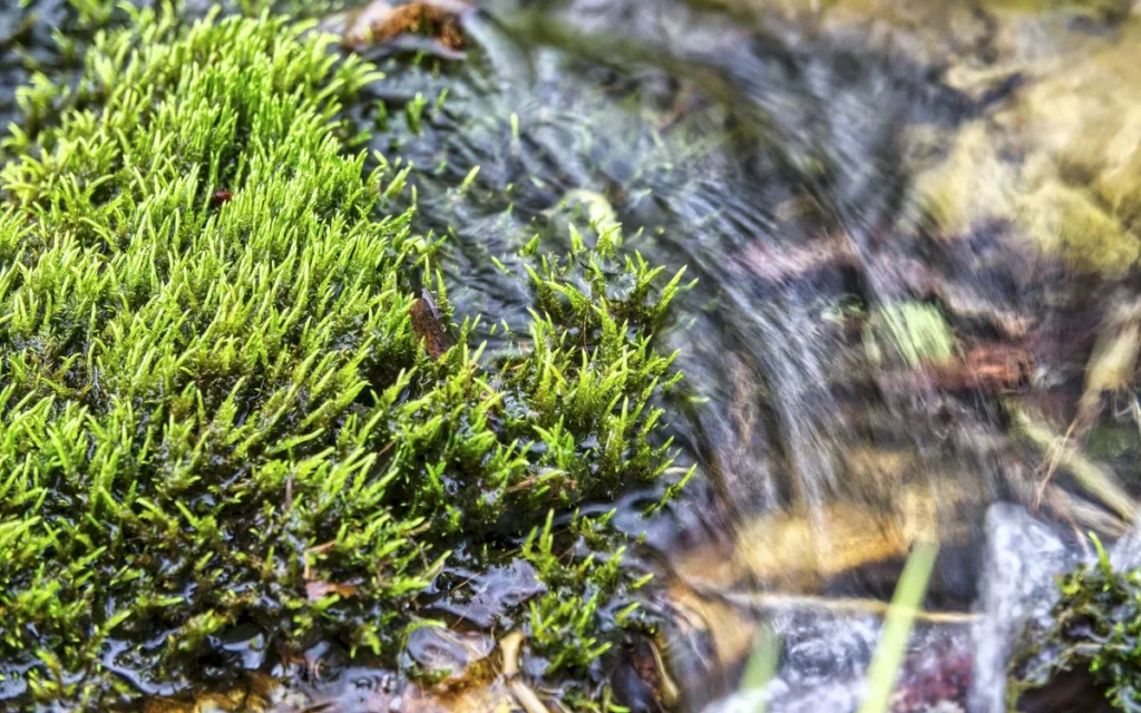 Jak mocować mchy, mikrozoria i anubiasy?