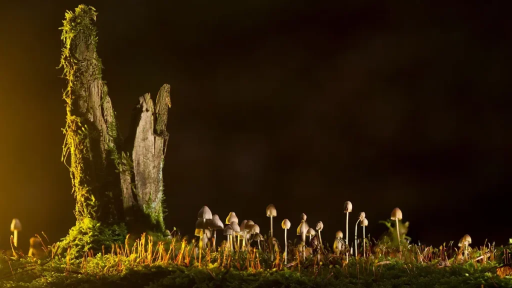 części mowy rodzaje pytania