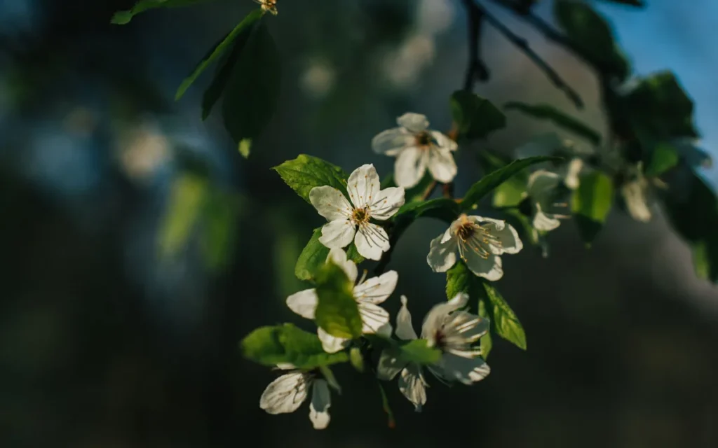 Kolorowanki botaniczne na wiosnę i lato - jakie motywy wybrać?