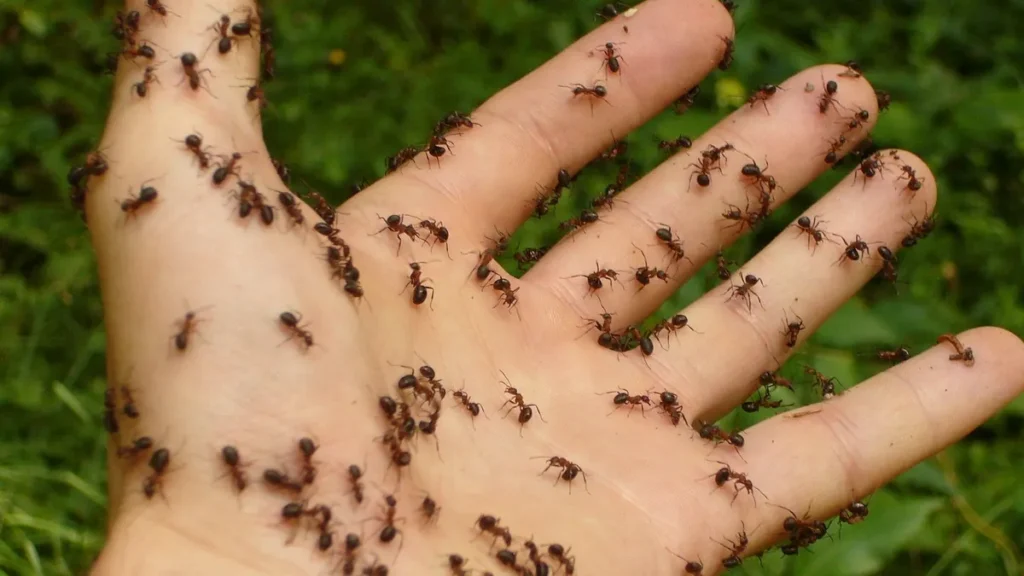 domowy sposób mrówki zwalczanie